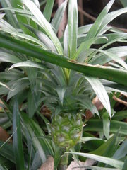 Ananas comosus microstachys
