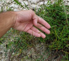 Eragrostis elliottii