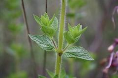 Syncolostemon transvaalensis