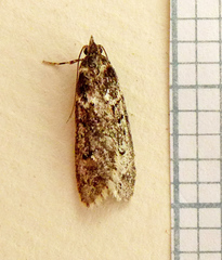 Diurnea fagella
