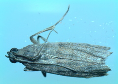 Phycitini