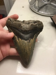 Carcharodon megalodon