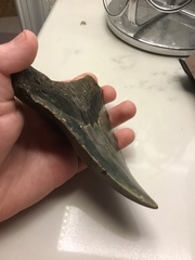 Carcharodon megalodon