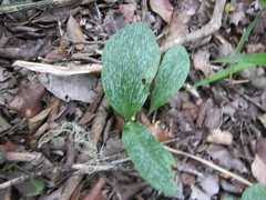 Habenaria arenaria