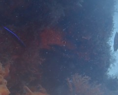 Gymnothorax flavimarginatus