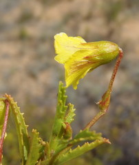 Hermannia saccifera