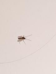 Aedes trivittatus