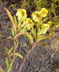 Hermannia saccifera