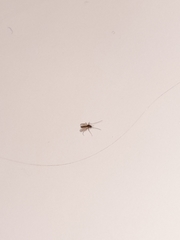 Aedes trivittatus