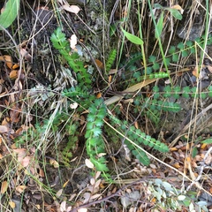 Aciphylleae