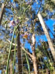 Dianella amoena