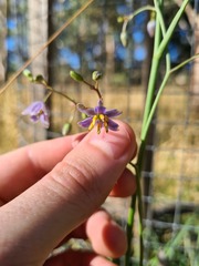 Dianella amoena