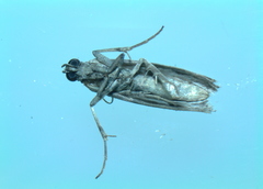 Phycitini