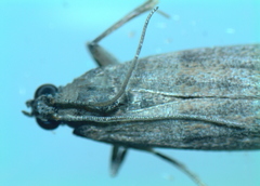 Phycitini