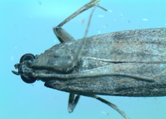 Phycitini