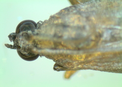 Phycitini