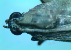Phycitini