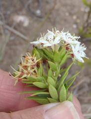 Agathosma puberula