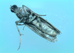 Phycitini