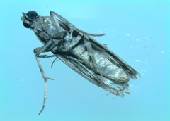 Phycitini