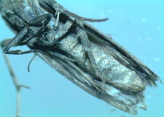 Phycitini