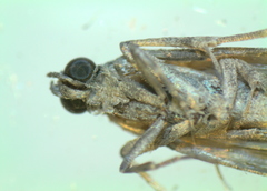 Phycitini