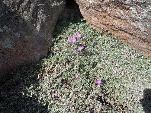 Geranium harveyi (Geranium harveyi)