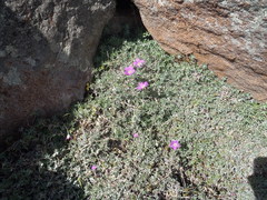 Geranium harveyi