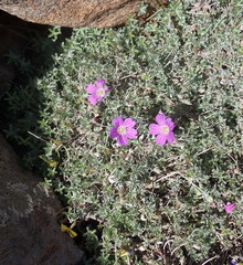 Geranium harveyi