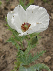 Argemone grandiflora