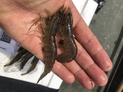 Penaeus aztecus