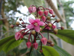 Ardisia humilis