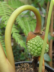 Arisaema fargesii