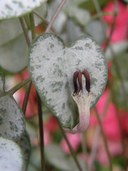 Ceropegia linearis