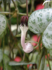 Ceropegia linearis