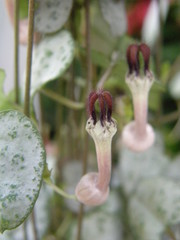 Ceropegia linearis