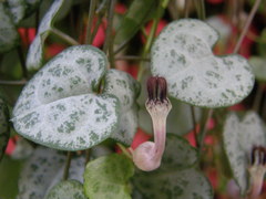 Ceropegia linearis