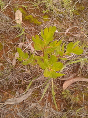 Baccharis macrantha