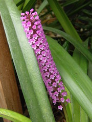 Arpophyllum giganteum