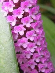 Arpophyllum giganteum
