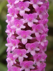 Arpophyllum giganteum