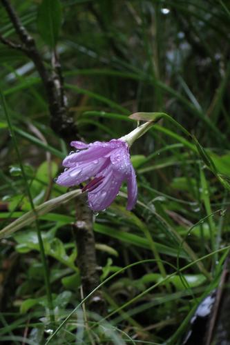 Geissorhiza uliginosa