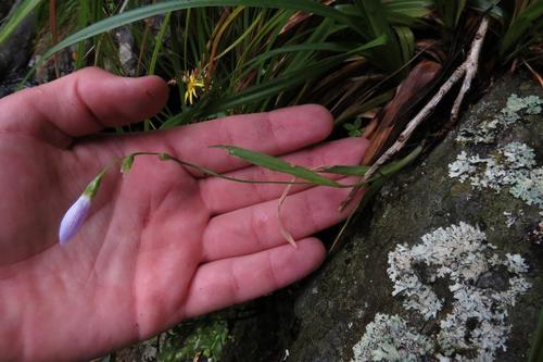 Geissorhiza uliginosa