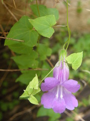 Maurandya barclayana