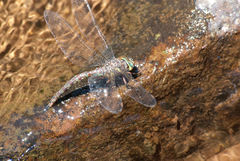 Pinheyschna subpupillata