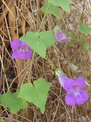 Maurandya barclayana