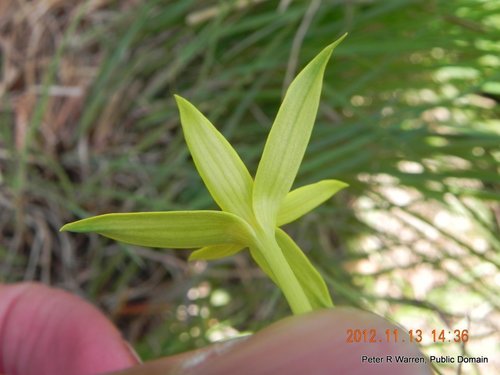 Empodium elongatum (Empodium elongatum)