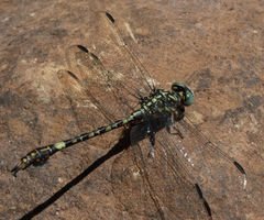 Paragomphus cognatus