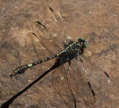 Paragomphus cognatus