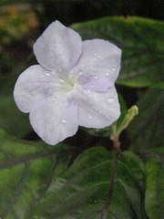 Asystasia vogeliana